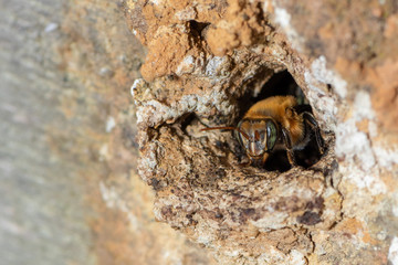 macro shot of a bee leaving the home.