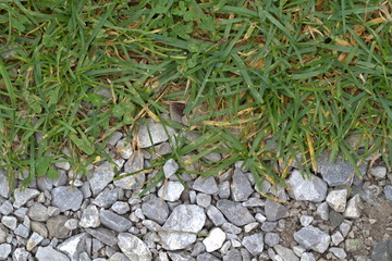 Isolated small stones and green grass