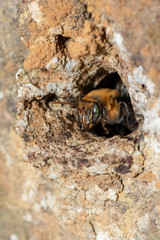 macro shot of a bee leaving the home.