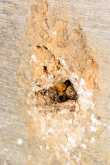 macro shot of a bee leaving the home.