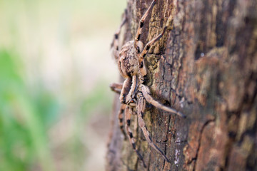 spider on a tree