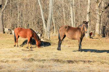 Fototapeta premium horses grazing in spring