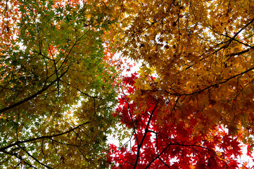 紅葉,日本,japan