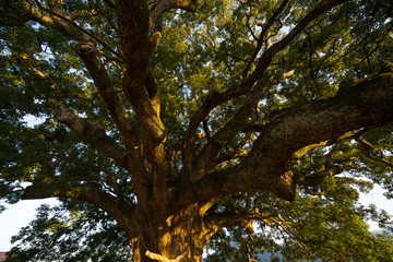 加茂の大クス(徳島県東みよし町)