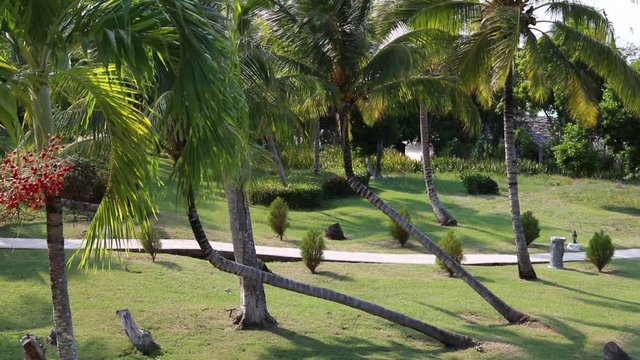 Beautiful Coconut palms and path to the Blue Atlantic Ocean beach in Holguin district of Cuba - October 31 2108.