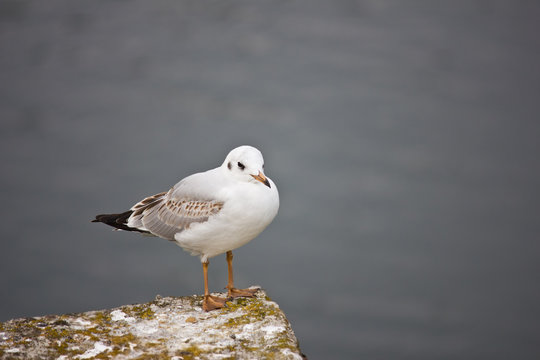 one seagull on a stone close-up on a background of water