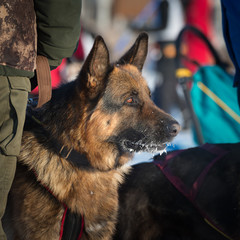 german shepherd dog