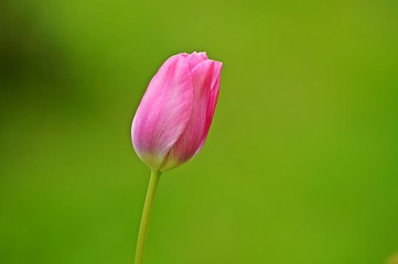 Fototapeta premium pink tulip on green background