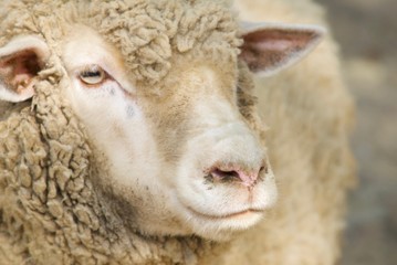 めえめえヒツジ