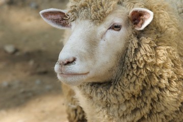 めえめえヒツジ