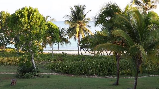 Beautiful Coconut palms and path to the Blue Atlantic Ocean beach in Holguin district of Cuba - October 31 2108.