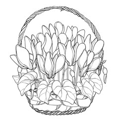 Vector bouquet with outline Cyclamen or Alpine violet bunch, bud and leaf in wicker basket in black isolated on white background. Contour Alpine mountain flowers for spring design or coloring book.