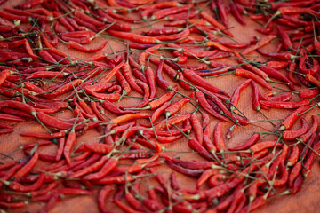 Fototapeta premium Red chili pepper 