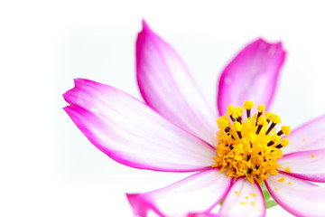 Purple and pink wild flower “Wild Cosmos Flower” (Cosmos bipinnatus) blooming during Spring and Summer closeup macro details photo isolated in white empty space background. Photo in studio.