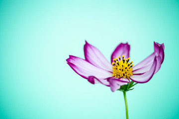 Obraz na płótnie Canvas Purple and pink wild flower “Wild Cosmos Flower” (Cosmos bipinnatus) blooming during Spring and Summer closeup macro photo isolated in green cyan empty space background. Photo in studio.