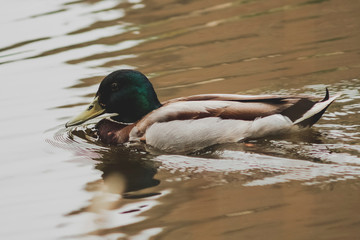 Duck swimming on water