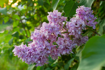 flowers in the garden