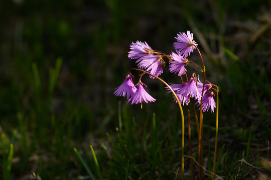 fioritura di Soldanella alpina