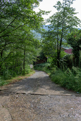 path in forest