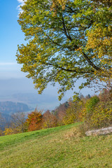 Herbstlich verfärbte Bäume auf einem Hügel mit Blick ins nebelverhangene Tal