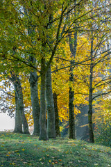 Naklejka premium Herbstlich verfärbte Bäume