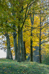 Herbstlich verfärbte Bäume