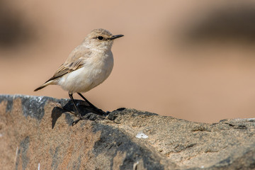 gobemouche du marico