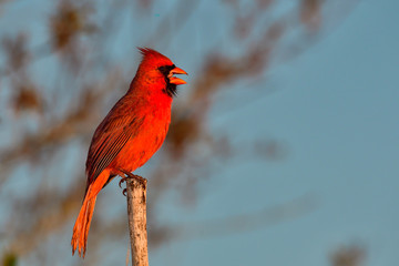 Northern cardinal