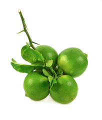 Lime isolated on white background