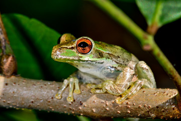 Cuban treefrog