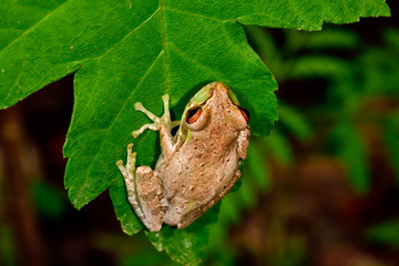 Cuban treefrog