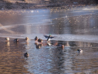 Duck. Several ducks splashing in the water. Several ducks walk on the ice.