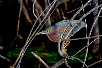 Green heron