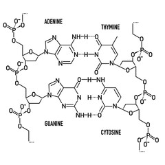 DNA molecule structure