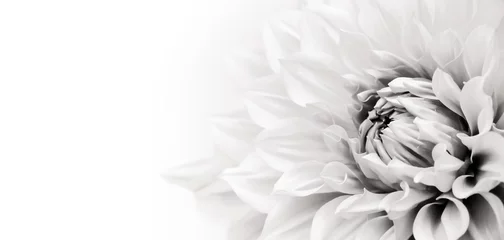 Fototapeten Details der blühenden Makrophotographie der frischen Blume der weißen Dahlie. Schwarz-Weiß-Foto, das Textur, Kontrast und komplizierte Blumenmuster in einem weißen Hintergrund-Breitbanner-Panoramaformat hervorhebt © fewerton