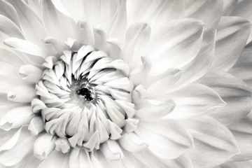 Poster White dahlia fresh flower details macro photography. Black and white photo with flower head emphasizing texture, contrast and beautiful natural floral patterns. © fewerton