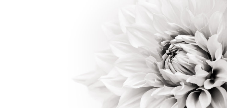 Details of blooming white dahlia fresh flower macro photography. Black and white photo emphasizing texture, contrast and intricate floral patterns in a white background wide banner panorama format
