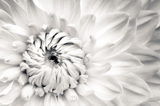 White dahlia fresh flower details macro photography. Black and white photo with flower head emphasizing texture, contrast and beautiful natural floral patterns.