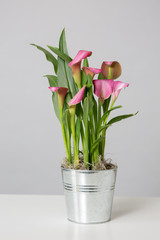 Studio Calla Lillies 