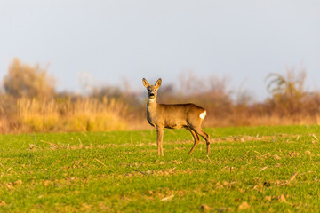 Naklejka na ściany i meble Roe deer grazing in a field
