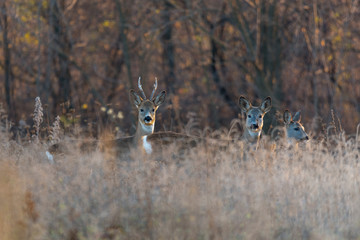 Buck deer with roe-deer in the wild