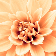 Light orange yellow dahlia flower macro photo color photo emphasizing the light orange colours and brown shadows in a intricate geometric pattern. Square format.