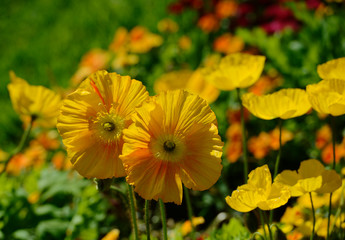 Blumen im Botanischen Garten Bielefeld