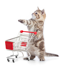 Funny kitten cat with shopping cart isolated