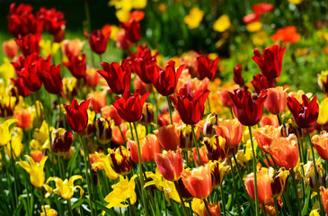 Fototapeta premium Blühende Tulpen im Btanischen Garten Bielefeld