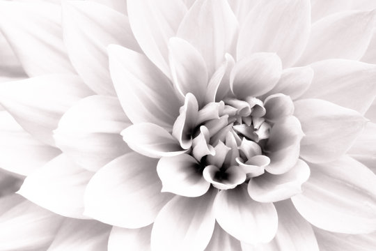 Details of white dahlia fresh flower macro photography. Black and white high key photo emphasizing texture, contrast and intricate geometric floral patterns.
