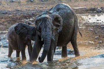 une mère éléphant et son petit au bain