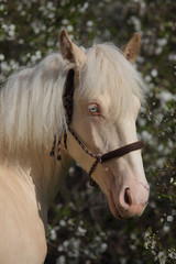 Tyrolean Haflinger horse foal with blue eye