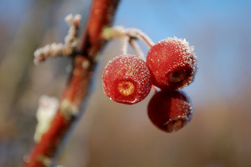 Red berries lightly dusted with snow