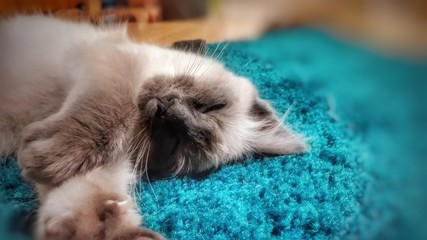 Katze